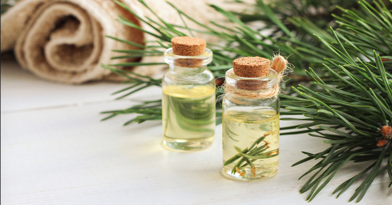 Pine Needle Extract And Understanding Shikimate Pathways