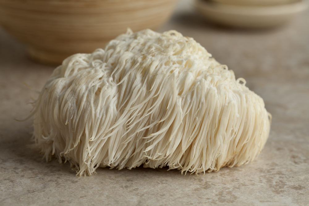 Spotlight on Lion's Mane