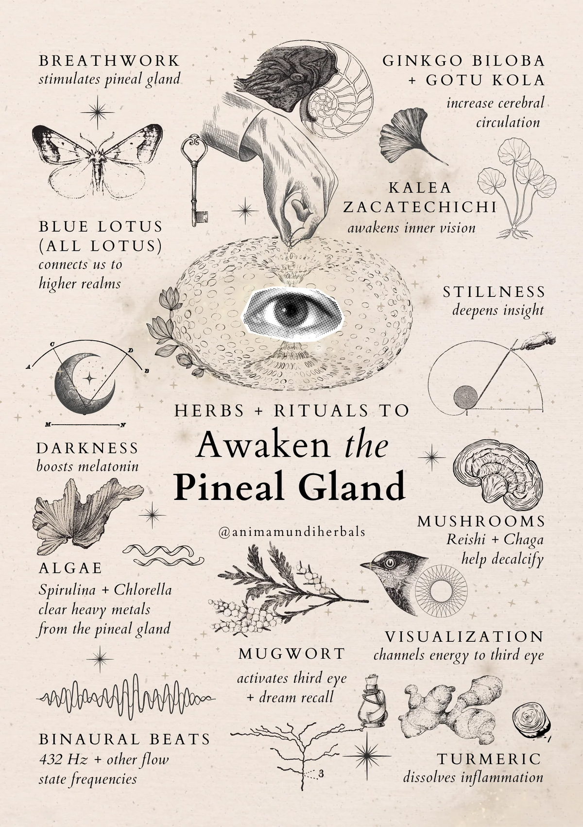 Anima Mundi Herbals - Sacred Space Posters