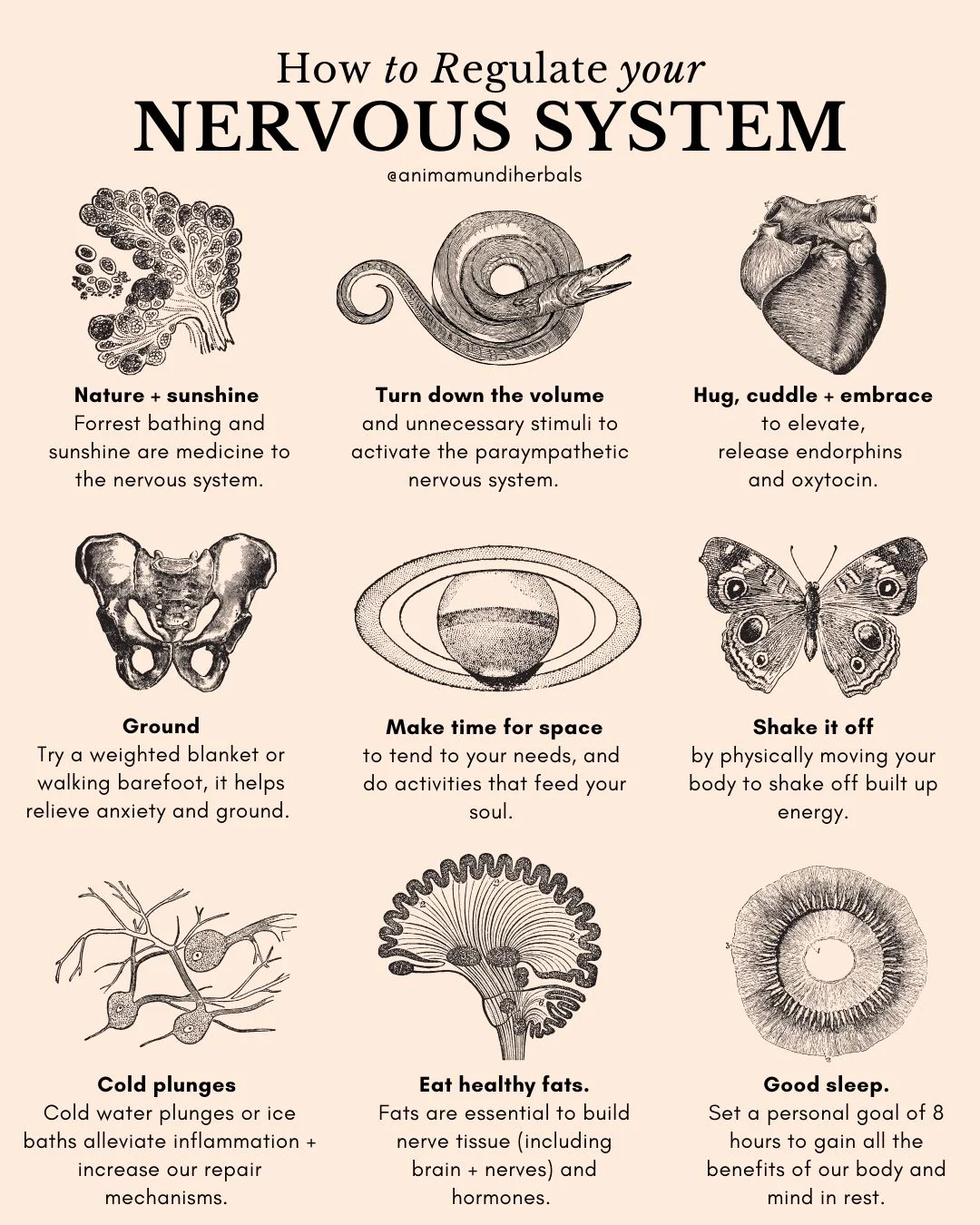 Anima Mundi Herbals - Sacred Space Posters