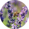 Living Libations - Lavender Essential Oil (5ml, 15ml)