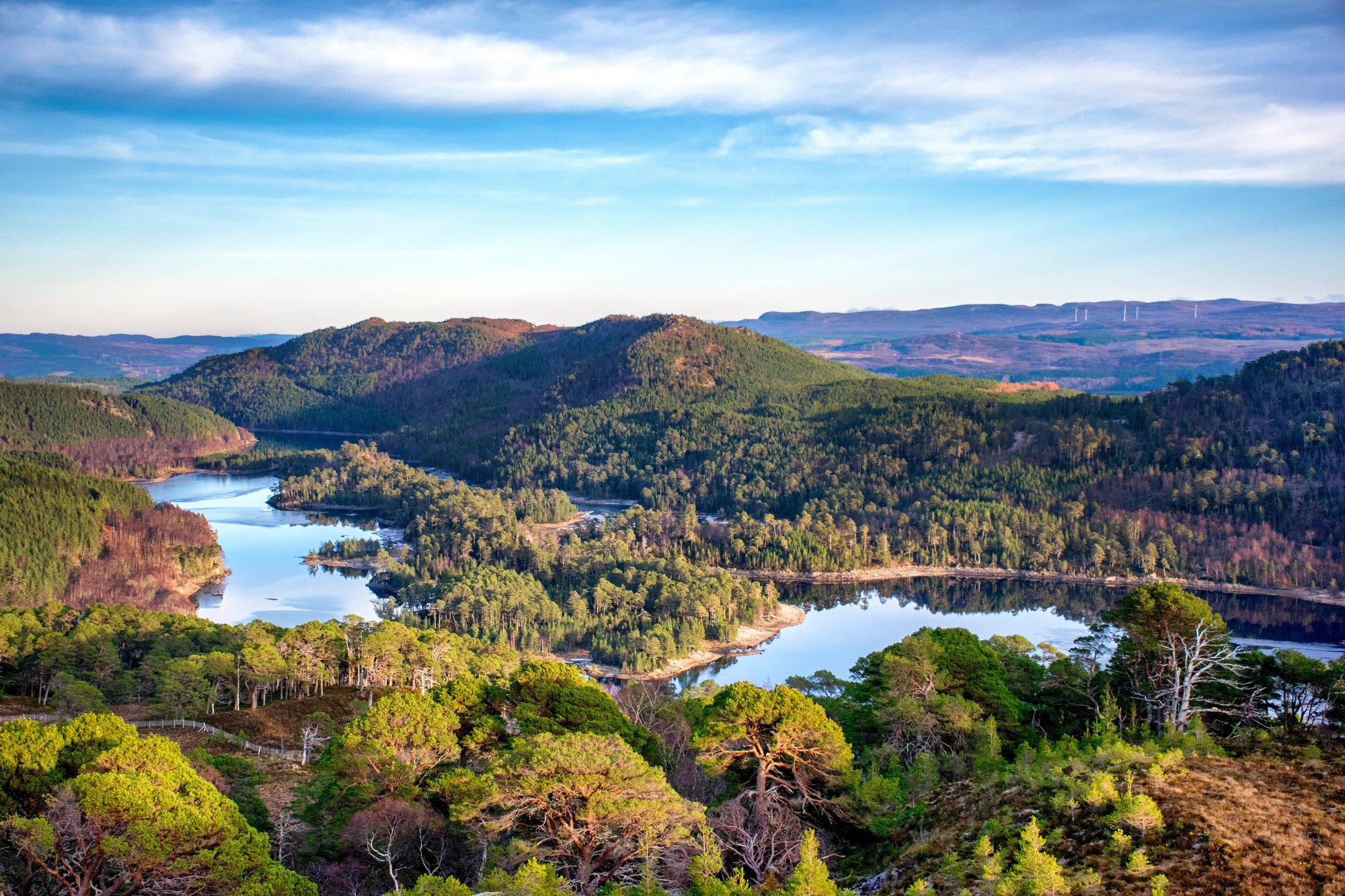 Plant a Tree | Trees for Life | Raw Living UK | Trees For Life is a multi-award winning conservation charity. For over 25 years, they have worked with thousands of volunteers to rescue the Caledonian Forest.