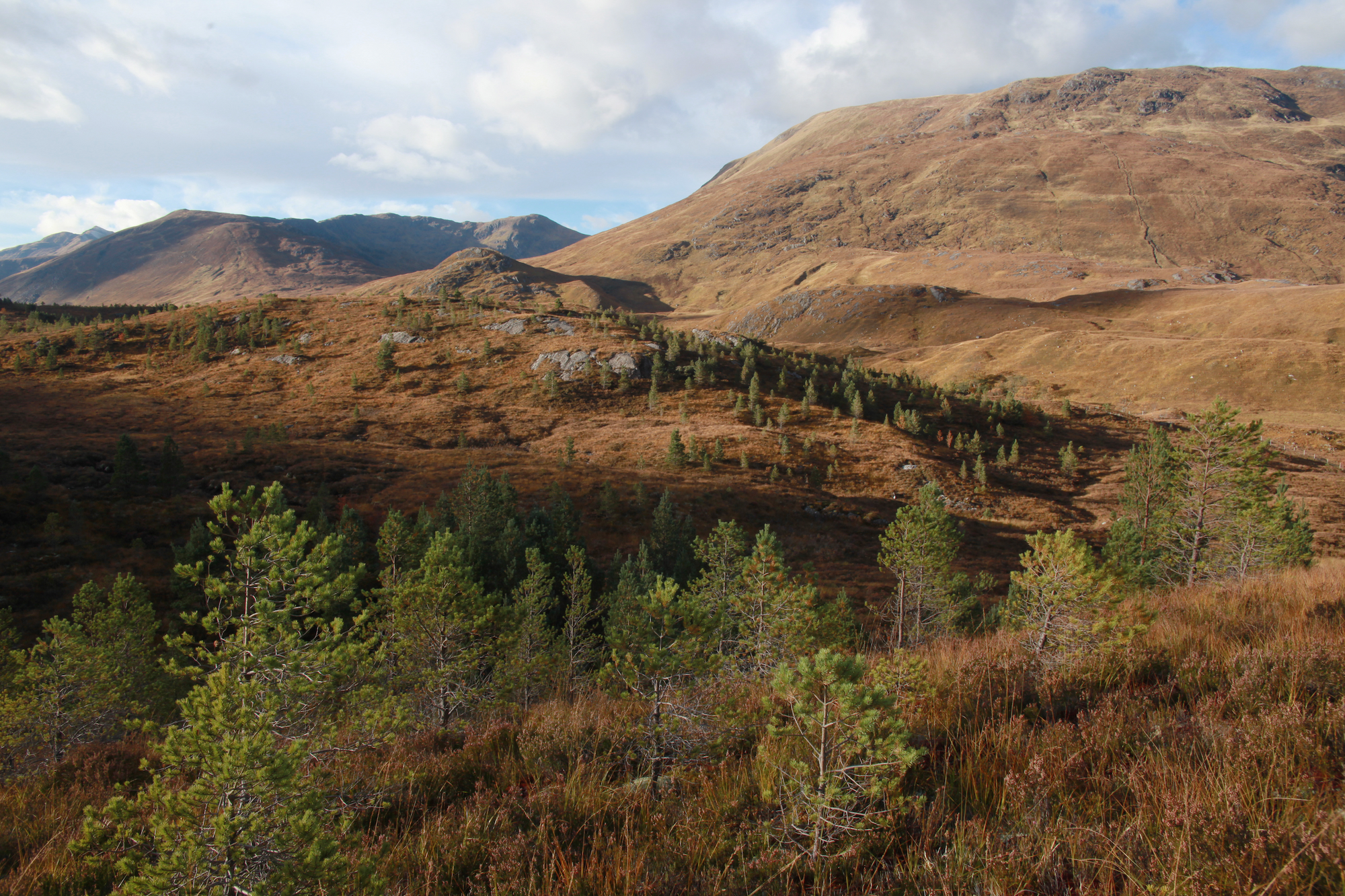 Plant a Tree | Trees for Life | Raw Living UK | Trees For Life is a multi-award winning conservation charity. For over 25 years, they have worked with thousands of volunteers to rescue the Caledonian Forest.