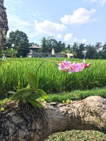 Kate Magic | Bali Magic Villa | Raw Living UK | Events &amp; Retreats | Eco Holiday Rentals | An Eco-Villa in the rice fields, Waranugraha (Magic Villa) is situated in the village of Singakerta, just 10 minutes outside of Ubud, Bali&#39;s spiritual mecca.