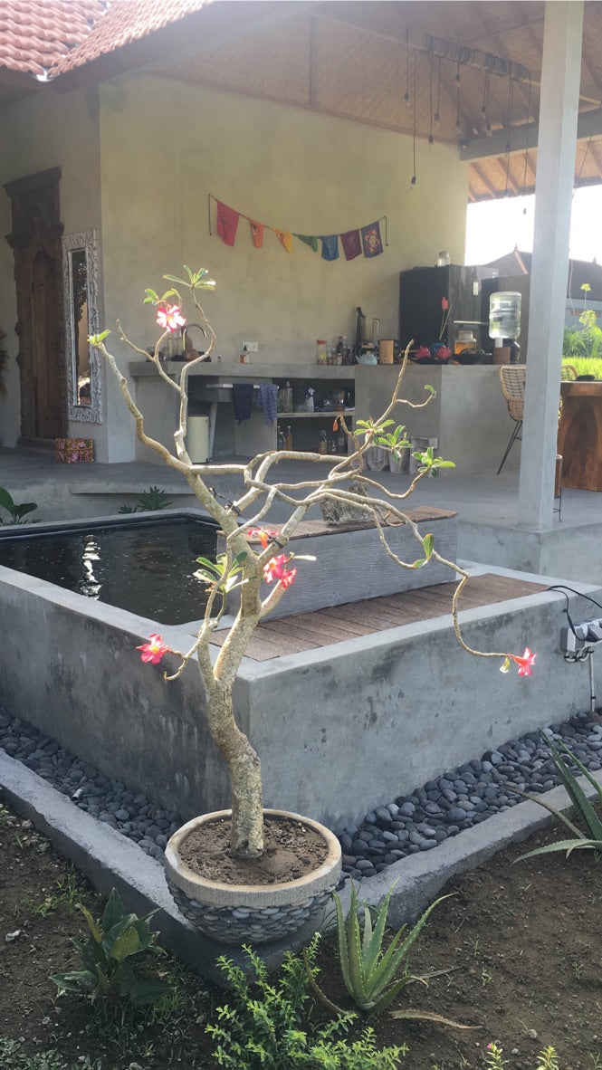 Kate Magic | Bali Magic Villa | Raw Living UK | Events &amp; Retreats | Eco Holiday Rentals | An Eco-Villa in the rice fields, Waranugraha (Magic Villa) is situated in the village of Singakerta, just 10 minutes outside of Ubud, Bali&#39;s spiritual mecca.