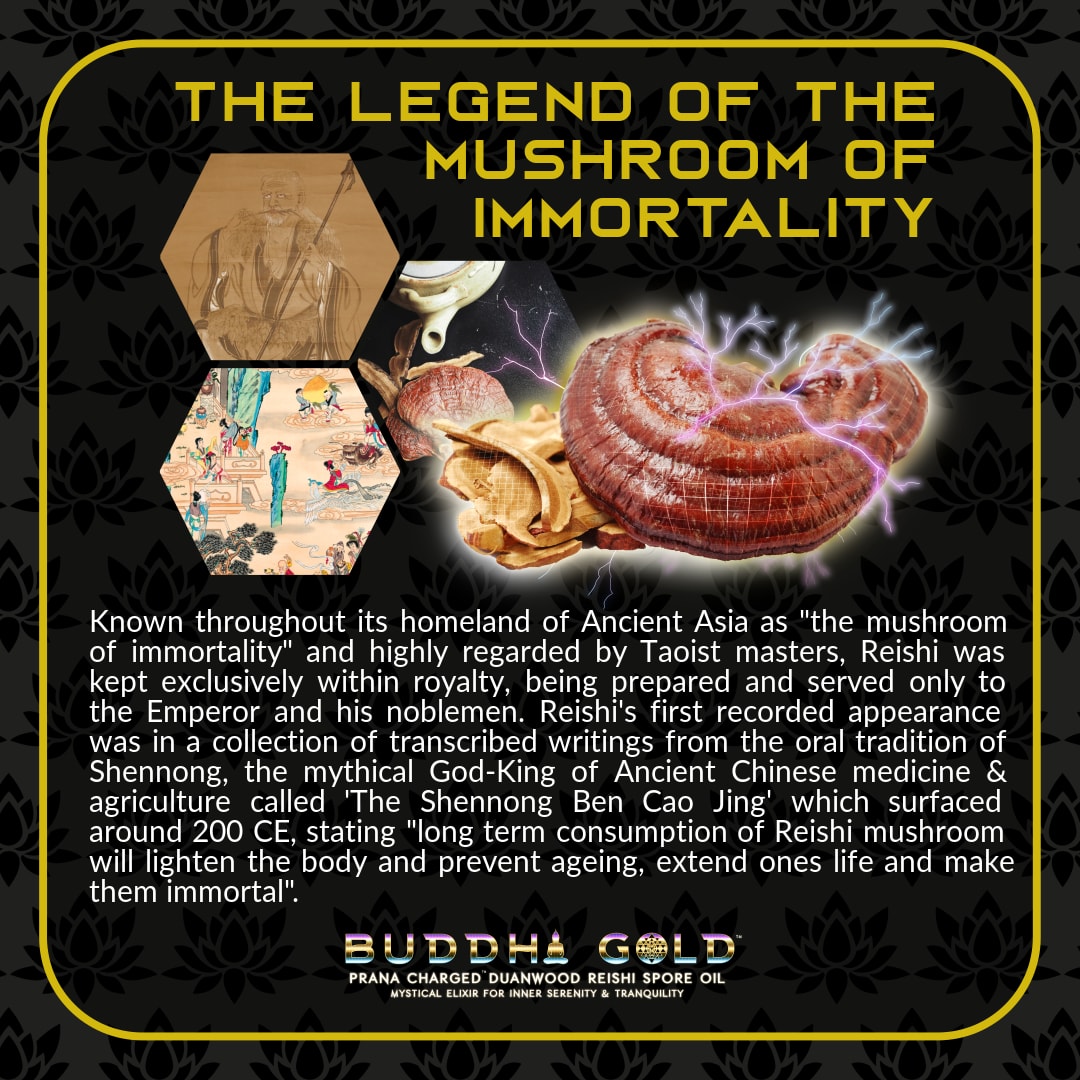 Buddha Gold Reishi Spore Oil | Primal Alchemy | Raw Living UK | Supplements | Mushroom Products | Primal Alchemy Prana-Charged Duanwood Reishi Spore Oil for Peace &amp; Harmony. Contains up to 29% Triterpenes, it&#39;s rich in Beta Glucans &amp; Bioactive Constituents.