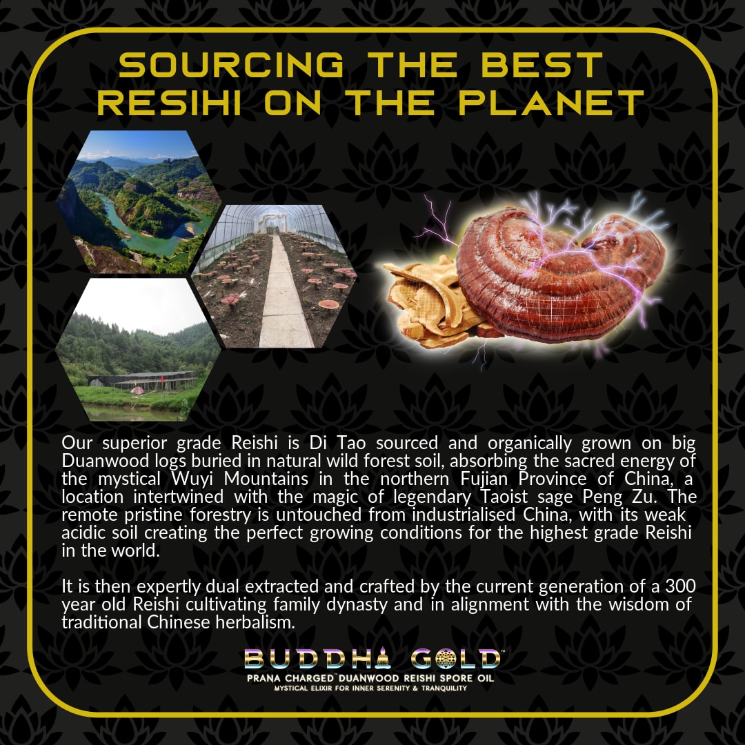 Buddha Gold Reishi Spore Oil | Primal Alchemy | Raw Living UK | Supplements | Mushroom Products | Primal Alchemy Prana-Charged Duanwood Reishi Spore Oil for Peace &amp; Harmony. Contains up to 29% Triterpenes, it&#39;s rich in Beta Glucans &amp; Bioactive Constituents.