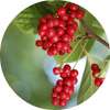 Schizandra Berry Essential Oil | Living Libations | Raw Living UK | Skin Care | Fragrance | Living Libations Schizandra Berry Essential Oil (5ml): distilled by super-critical extraction, creating an oil that contains all of the lipophilic components.