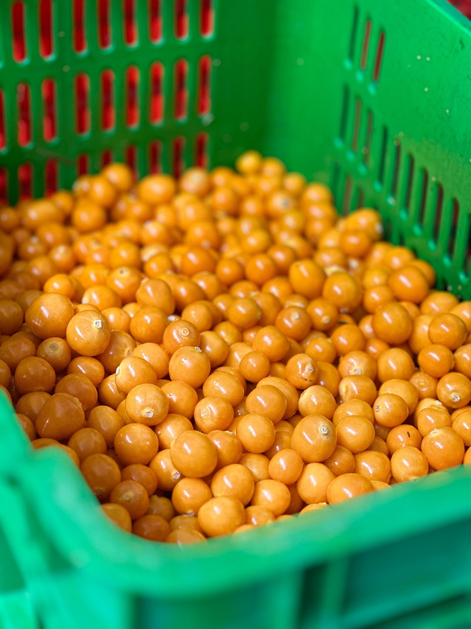 Golden Berries: A Visit to the Source