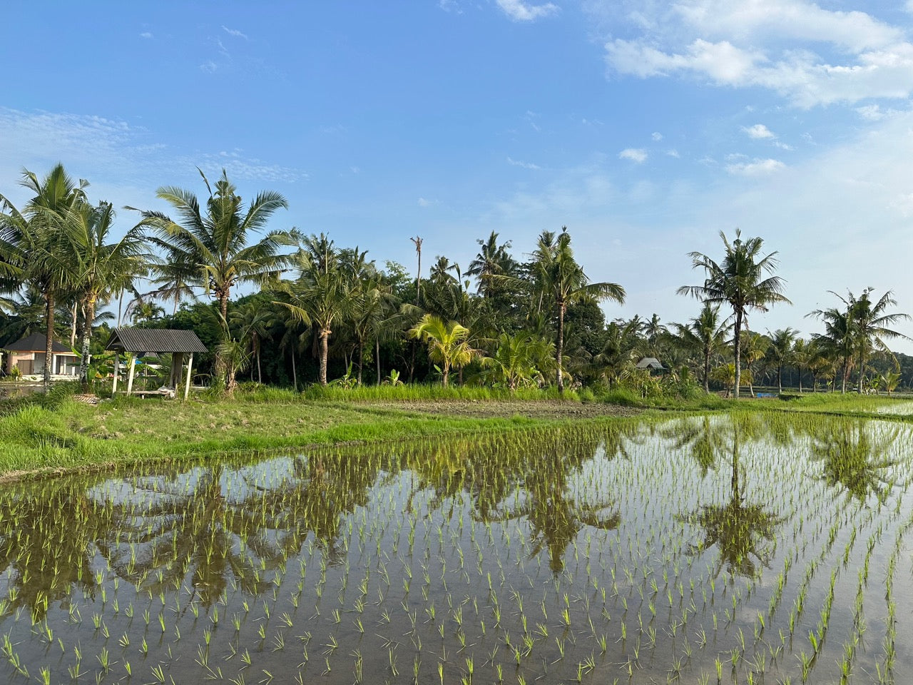 Ubud: A Raw Vegan Paradise