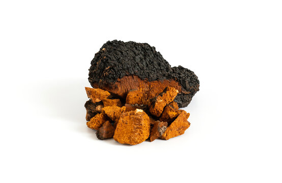 Spotlight On Chaga