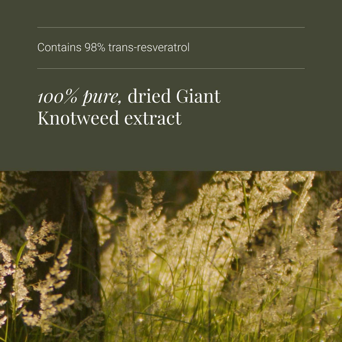 Resveratrol
