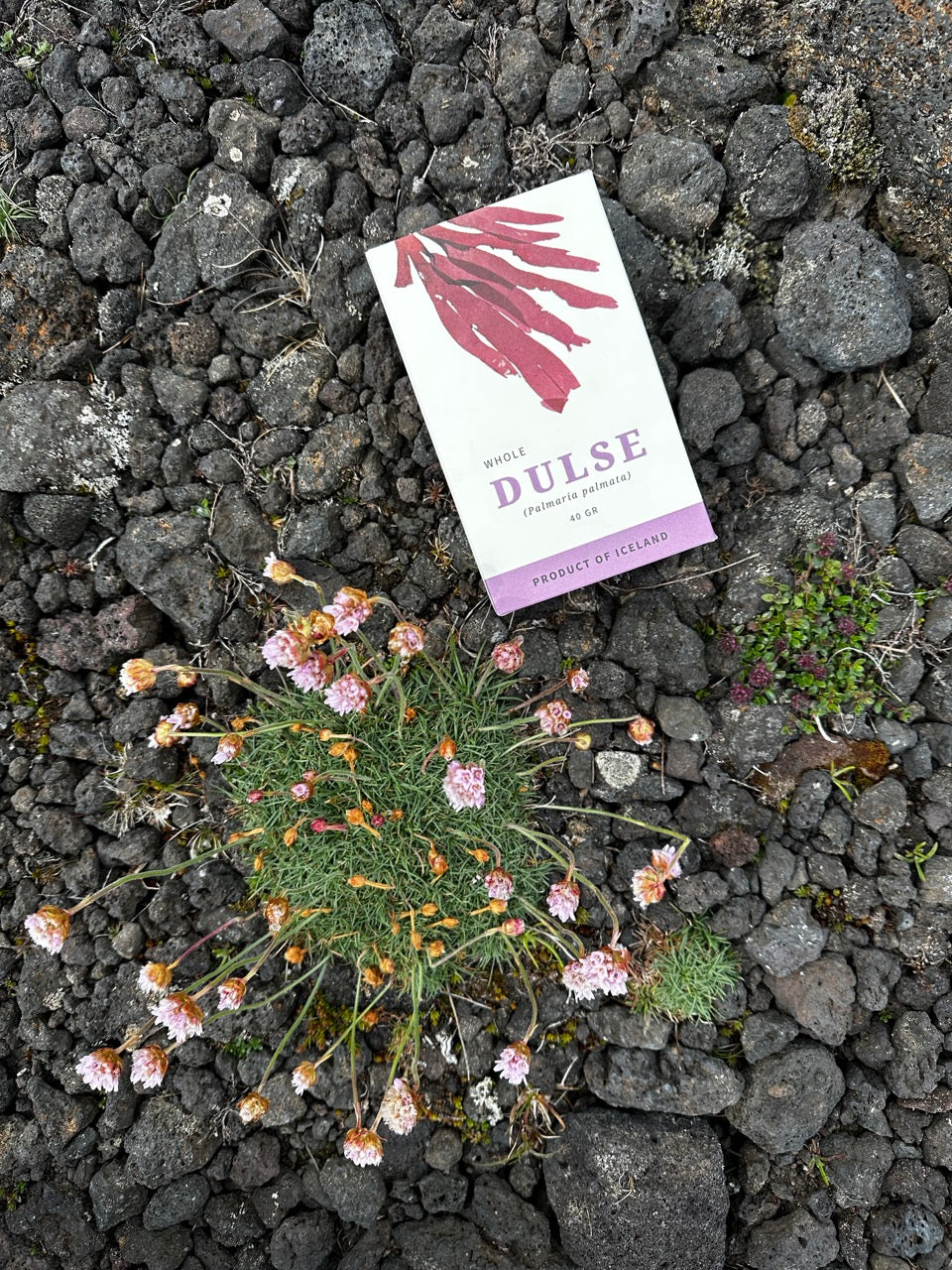 Dulse (40g, 250g) - Islensk Hollusta