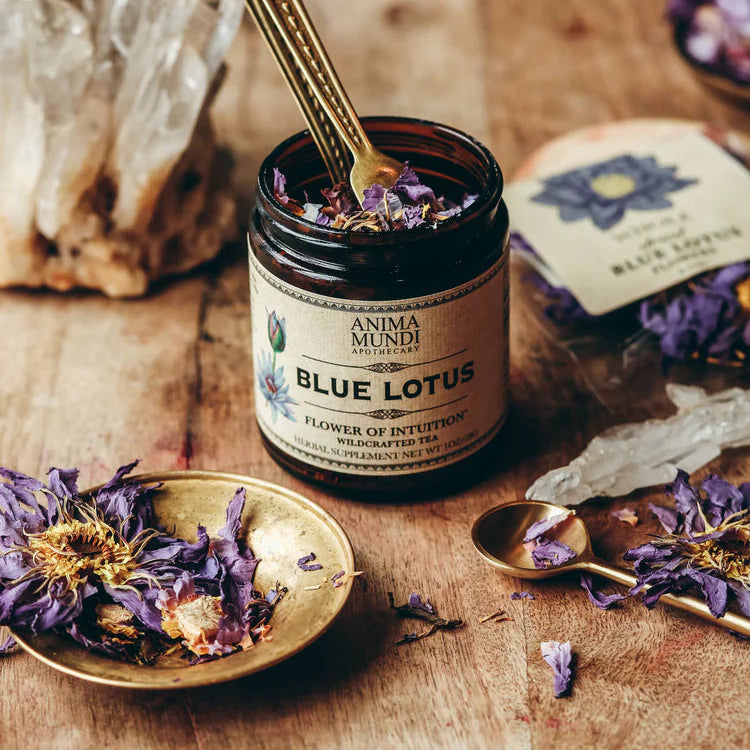 Egyptian Blue Waterlily Flowers