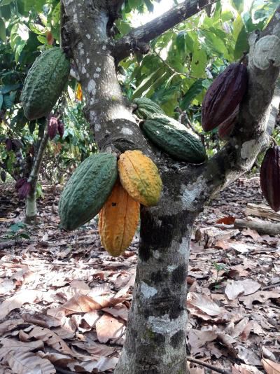 Ceremonial Cacao Liquor Peruvian - Raw