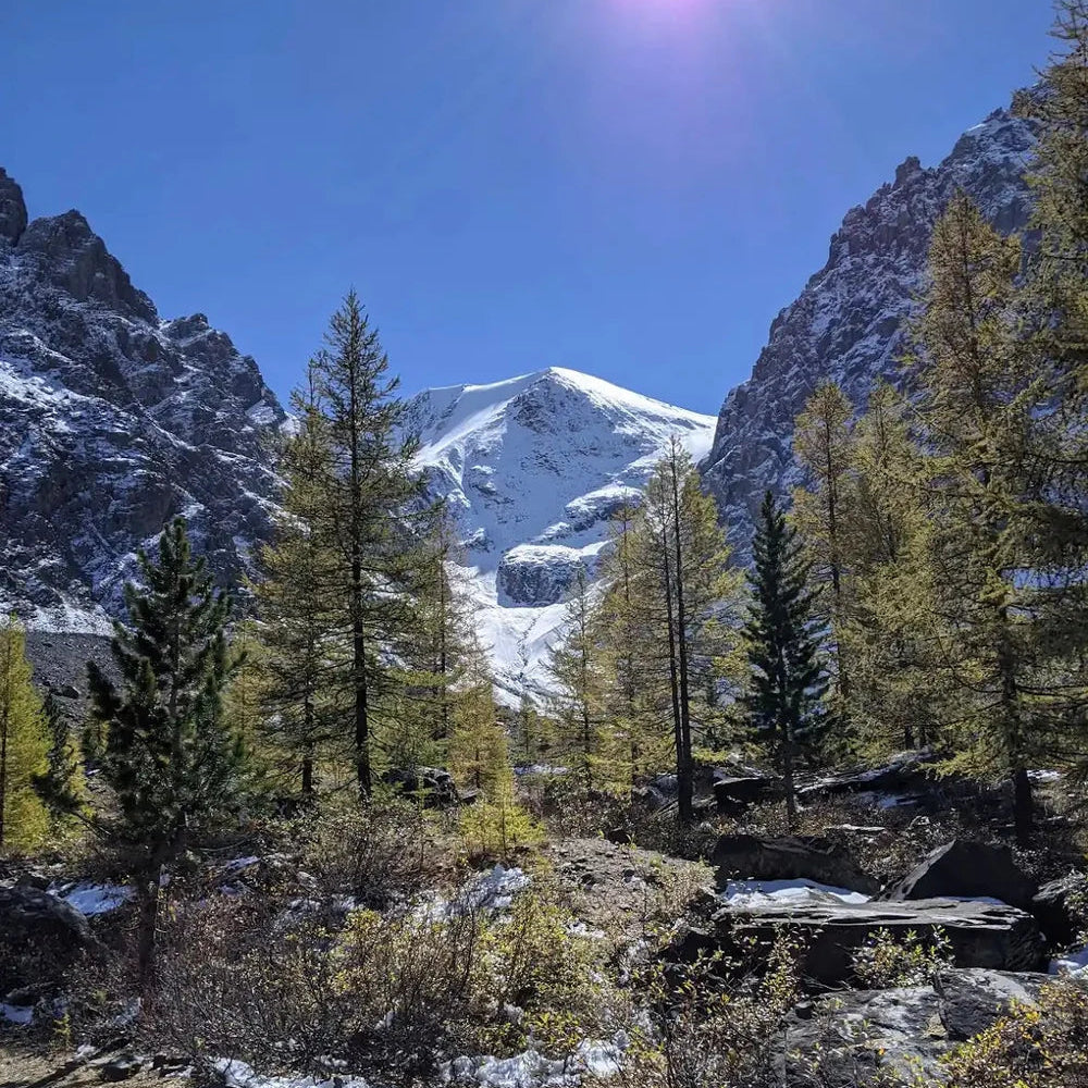 The Myth and Magic of Shilajit