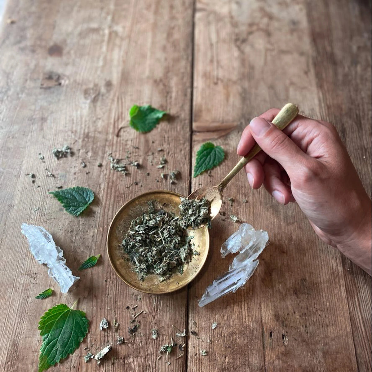 A hand spooning loose Womb Tea onto a brass plate beside fresh leaves