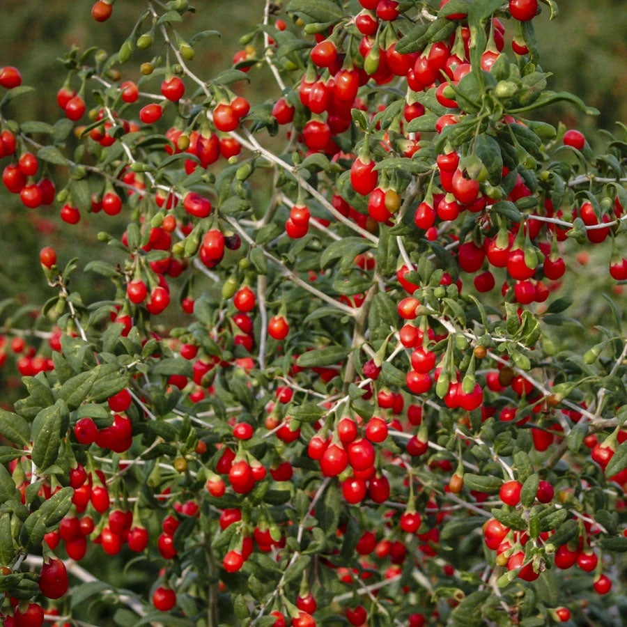 Ripe red goji berries growing on the bush
