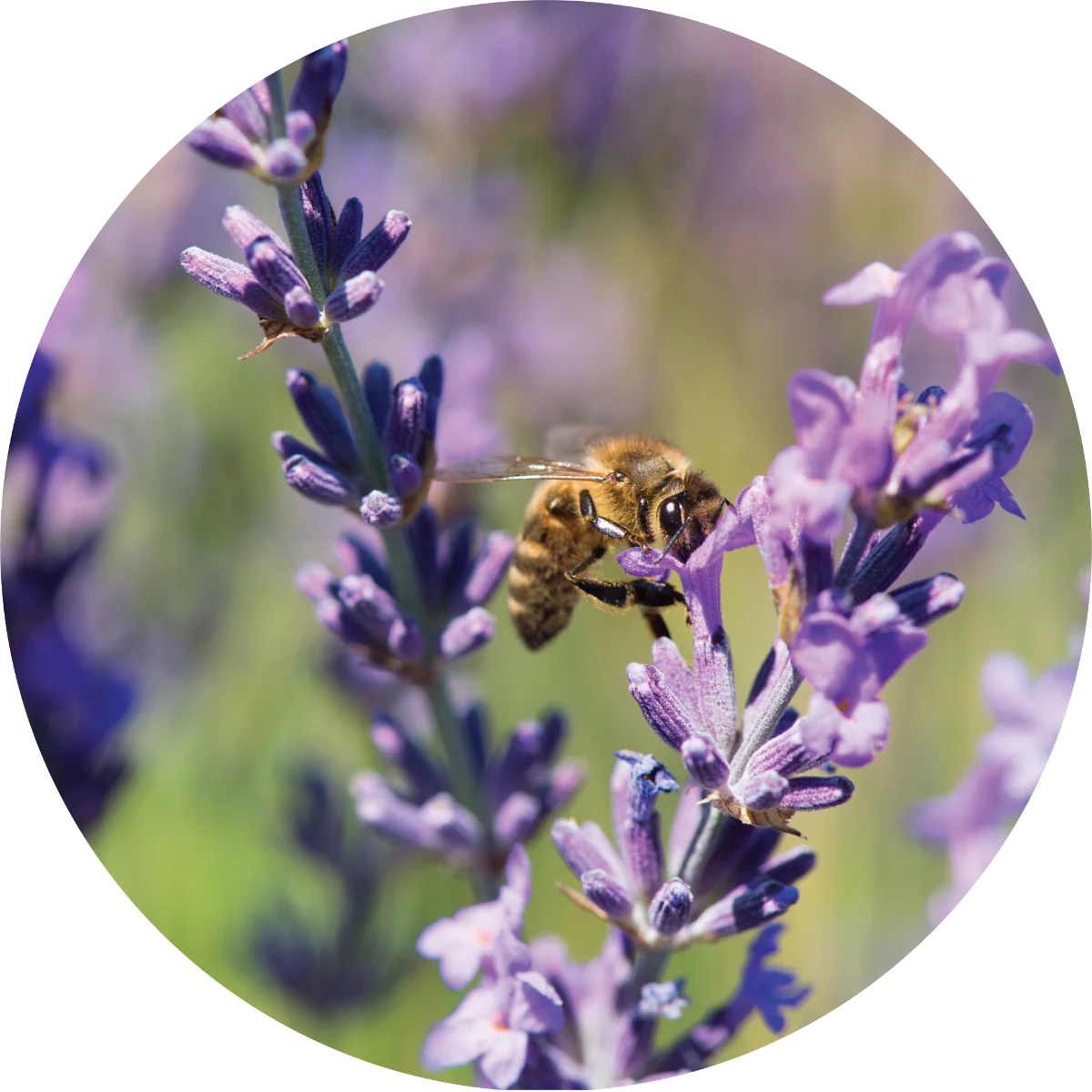 Living Libations - Lavender Essential Oil (5ml)