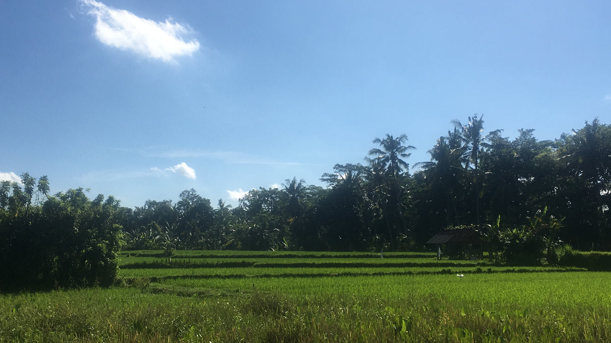 Kate Magic | Bali Magic Villa | Raw Living UK | Events &amp; Retreats | Eco Holiday Rentals | An Eco-Villa in the rice fields, Waranugraha (Magic Villa) is situated in the village of Singakerta, just 10 minutes outside of Ubud, Bali&#39;s spiritual mecca.