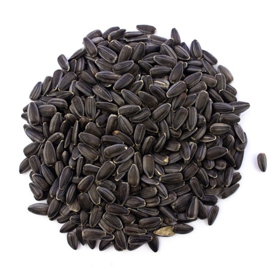 Organic Black Sunflower Seeds For Sprouting Skysprouts UK