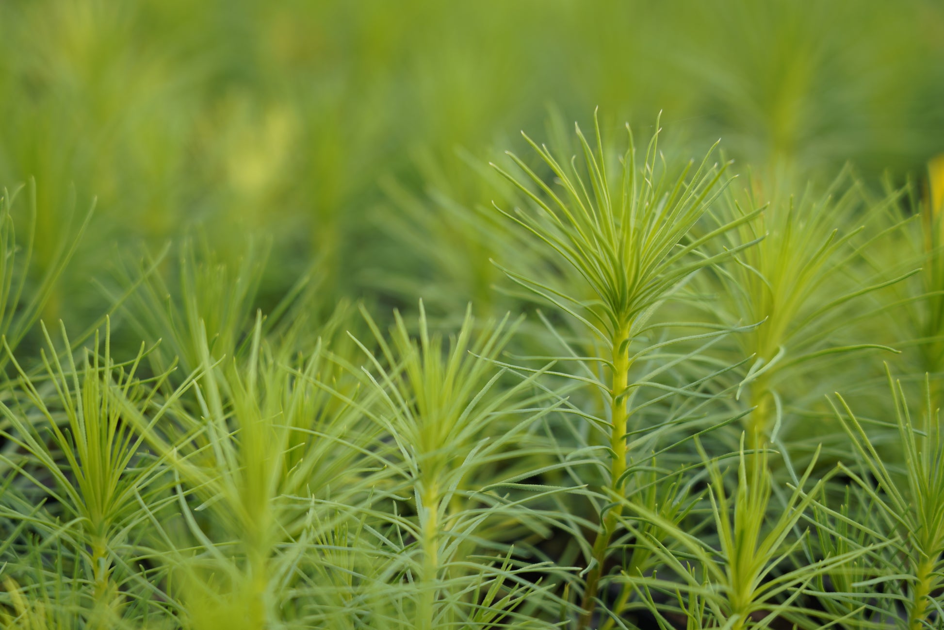 Plant a Tree | Trees for Life | Raw Living UK | Trees For Life is a multi-award winning conservation charity. For over 25 years, they have worked with thousands of volunteers to rescue the Caledonian Forest.