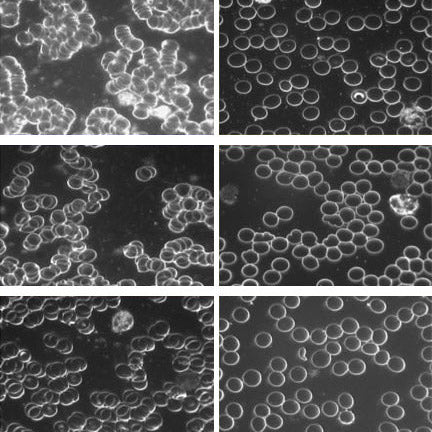 Earthing Book | Ober, C. | Groundology | Raw Living UK | Books | 'Earthing: The Most Important Health Discovery Ever?' by Clinton Ober explores the transformative health effects of connecting with the bare earth.