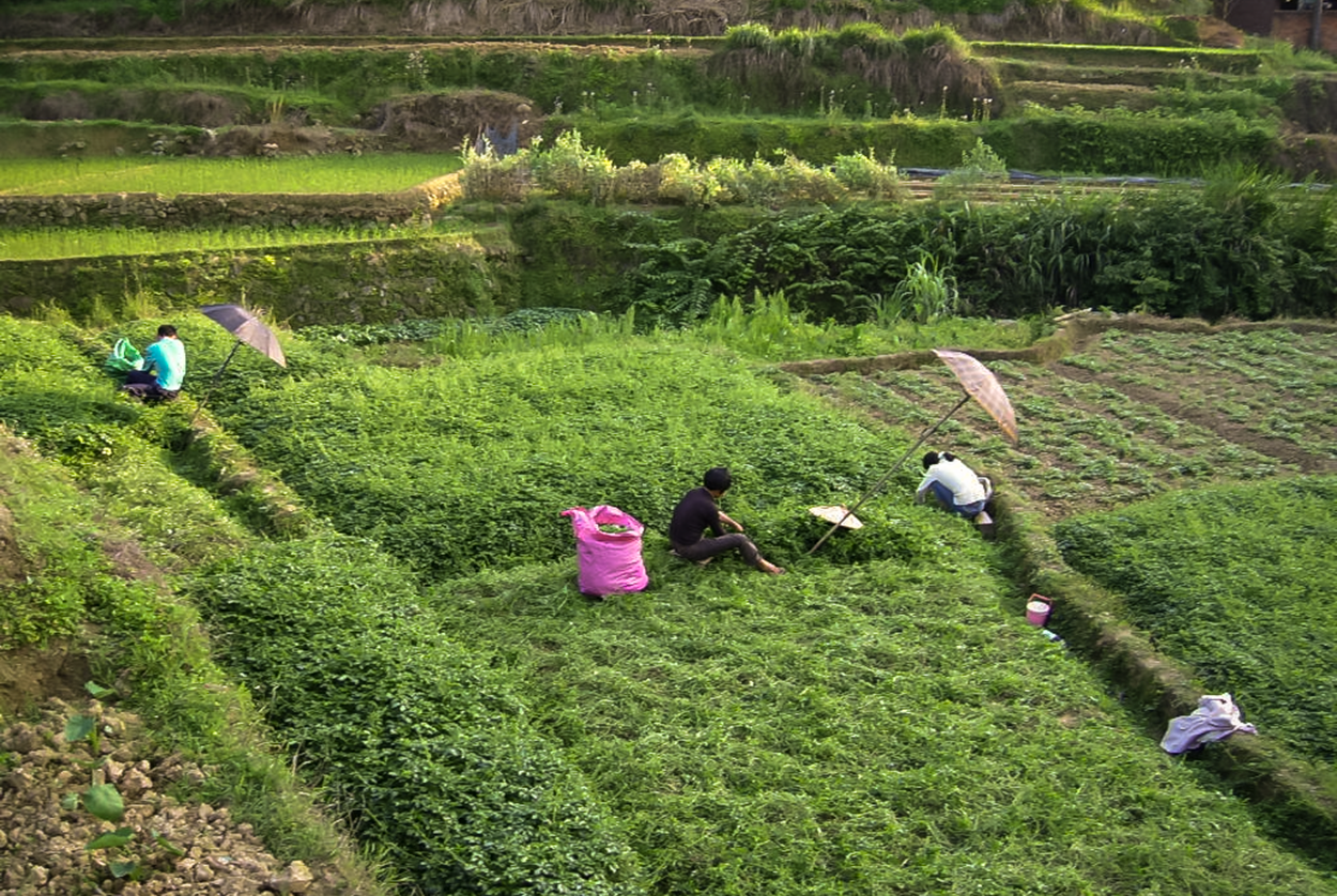 Spring Dragon Longevity Tea | Dragon Herbs | Raw Living UK | Herbal Teas | Dragon Herbs Spring Dragon Tea is made with Gynostemma. Known in Asia as "Longevity Tea," and also “magical grass" due to the vast health benefits reported.