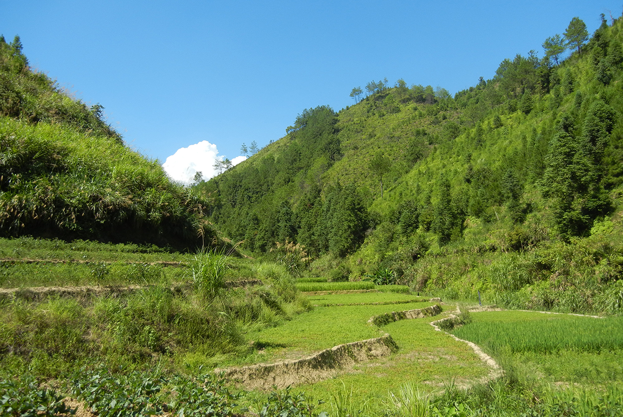 Spring Dragon Longevity Tea | Dragon Herbs | Raw Living UK | Herbal Teas | Dragon Herbs Spring Dragon Tea is made with Gynostemma. Known in Asia as "Longevity Tea," and also “magical grass" due to the vast health benefits reported.