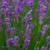 Lavender Essential Oil | Living Libations | Raw Living UK | Beauty | Fragrance | Living Libations Lavender Essential Oil (5, 15ml): a high quality steam-distilled Lavender Essential Oil extracted from the petals of flowers grown in France.