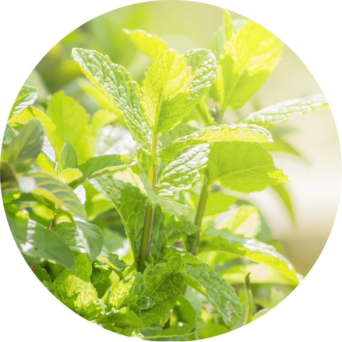 Living Libations - Peppermint Essential Oil (5ml)