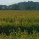 Tea Tree Essential Oil | Living Libations | Raw Living UK | Skin Care | Fragrance | Living Libations Tea Tree Essential Oil (5ml): touted as a little medical miracle, tea tree oil heals, soothes, refreshes and detoxifies. Steam distilled.