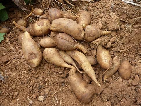 Yacon Syrup | Raw Living UK | Natural Sweeteners | Raw Living Yacon is a Peruvian root vegetable containing Fructo-Oligosaccharides sugars. These sugars not absorbed by the body, making Yacon a Low GI Sweetener.